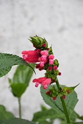 Fuzzy Bolivian Sage (Salvia oxyphora) at Lakeshore Garden Centres