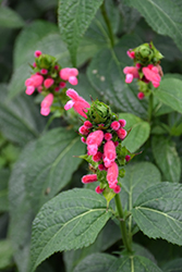 Fuzzy Bolivian Sage (Salvia oxyphora) at Lakeshore Garden Centres