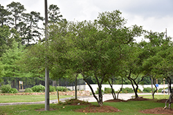 Pride Of Houston Yaupon Holly (Ilex vomitoria 'Pride Of Houston') at Lakeshore Garden Centres