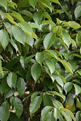 Japanese Blue Oak (Quercus glauca) at Lakeshore Garden Centres