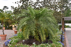 Texas Palmetto (Sabal mexicana) at Lakeshore Garden Centres