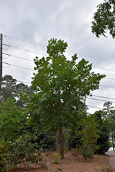 Loquat Leaf Oak (Quercus rysophylla) at Lakeshore Garden Centres