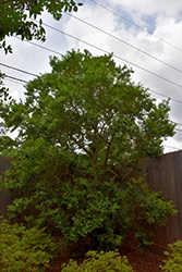 Perdido Holly (Ilex cassine 'Perdido') at Lakeshore Garden Centres