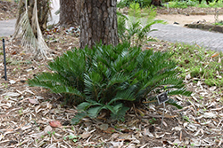 Coontie (Zamia pumila) at Lakeshore Garden Centres