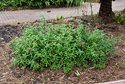 Fuchsia Fountains Skullcap (Scutellaria 'Fuchsia Fountains') at Lakeshore Garden Centres