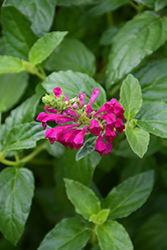 Fuchsia Fountains Skullcap (Scutellaria 'Fuchsia Fountains') at Lakeshore Garden Centres