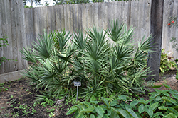 Silver Saw Palmetto (Serenoa repens var. sericea) at Lakeshore Garden Centres