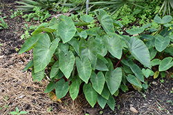 Royal Hawaiian White Lava Elephant Ear (Colocasia esculenta 'White Lava') at Lakeshore Garden Centres