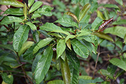 Chinese Croton (Excoecaria cochinchinensis) at Lakeshore Garden Centres