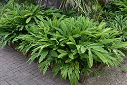 Dwarf Cardamom (Alpinia nutans) at Lakeshore Garden Centres