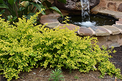 Cuban Gold Duranta (Duranta erecta 'Goldii') at Lakeshore Garden Centres