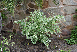 Variegated Sky Flower (Duranta erecta 'Variegata') at Lakeshore Garden Centres