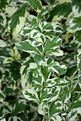 Variegated Sky Flower (Duranta erecta 'Variegata') at Lakeshore Garden Centres