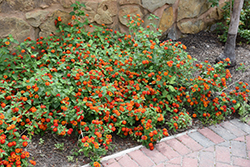 Dallas Red Lantana (Lantana camara 'Dallas Red') at Lakeshore Garden Centres
