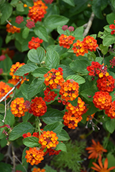 Dallas Red Lantana (Lantana camara 'Dallas Red') at Lakeshore Garden Centres