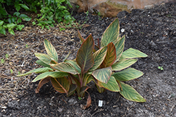 Pink Sunburst Canna (Canna 'Pink Sunburst') at Lakeshore Garden Centres