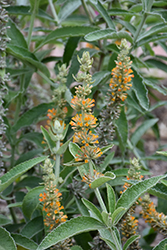 Orange Sceptre Butterfly Bush (Buddleia 'Orange Sceptre') at Lakeshore Garden Centres