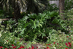 Hope Philodendron (Philodendron 'Hope') at Lakeshore Garden Centres