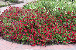 Tidal Wave Red Velour Petunia (Petunia 'Tidal Wave Red Velour') at Lakeshore Garden Centres