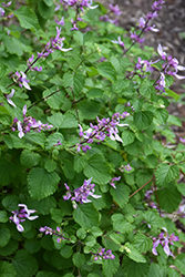 Shell Bush (Ocimum labiatum) at Lakeshore Garden Centres