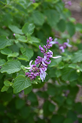 Shell Bush (Ocimum labiatum) at Lakeshore Garden Centres