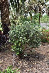 Springfire Ohi'a Lehua (Metrosideros collina 'Springfire') at Lakeshore Garden Centres