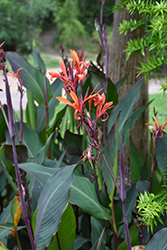 Thai Rainbow Canna (Canna 'Thai Rainbow') at Lakeshore Garden Centres