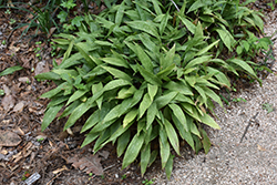 Milky Way Speckled Cast Iron Plant (Aspidistra elatior 'Milky Way') at Lakeshore Garden Centres