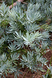 Icee Blue Yellowwood (Podocarpus elongatus 'Monmal') at Lakeshore Garden Centres