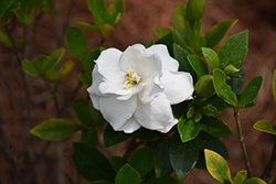 Swan Queen Gardenia (Gardenia jasminoides '4MARIAJ01') at Lakeshore Garden Centres