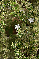 Tokyo Serissa (Serissa japonica 'Tokyo') at Lakeshore Garden Centres
