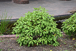 Miss Scarlett Illicium (Illicium floridanum 'JCJC') at Lakeshore Garden Centres