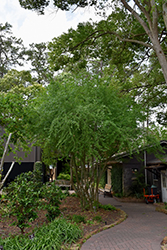 Possum Haw (Ilex decidua) at Lakeshore Garden Centres