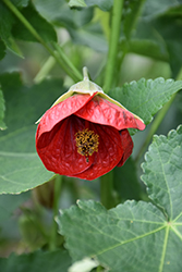Voodoo Flowering Maple (Abutilon 'Voodoo') at Lakeshore Garden Centres