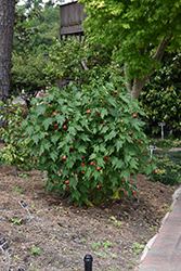 Voodoo Flowering Maple (Abutilon 'Voodoo') at Lakeshore Garden Centres