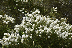 Tea Tree (Melaleuca alternifolia) at Lakeshore Garden Centres