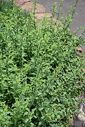 Hopley's Oregano (Origanum laevigatum 'Hopley's') at Lakeshore Garden Centres