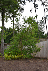 Tensaw Dahoon Holly (Ilex cassine 'Tensaw') at Lakeshore Garden Centres