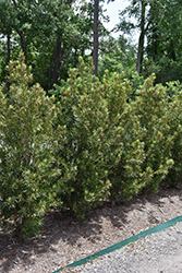 Roman Candle Podocarpus (Podocarpus macrophyllus 'Miu') at Lakeshore Garden Centres