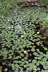 Yellow Water Lily (Nymphaea mexicana) at Lakeshore Garden Centres