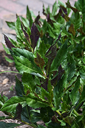 Longevity Spinach (Gynura procumbens) at Lakeshore Garden Centres