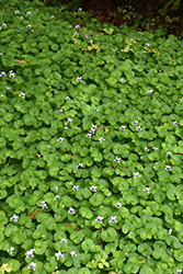 Australian Violet (Viola hederacea) at Lakeshore Garden Centres
