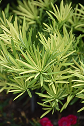 Sunshine Spire Podocarpus (Podocarpus macrophyllus 'Sunshine Spire') at Lakeshore Garden Centres