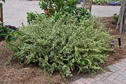 Tokyo Serissa (Serissa japonica 'Tokyo') at Lakeshore Garden Centres