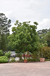 Japanese Oak (Quercus glabra) at Lakeshore Garden Centres