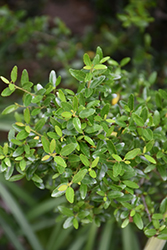 Grey's Littleleaf Yaupon Holly (Ilex vomitoria 'Grey's Littleleaf') at Lakeshore Garden Centres