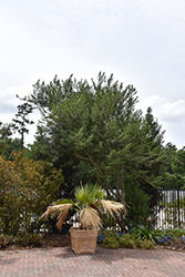 Grey's Littleleaf Yaupon Holly (Ilex vomitoria 'Grey's Littleleaf') at Lakeshore Garden Centres