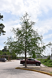 Nanjing Beauty Baldcypress (Taxodium 'Zhongshansa') at Lakeshore Garden Centres