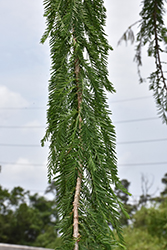 Nanjing Beauty Baldcypress (Taxodium 'Zhongshansa') at Lakeshore Garden Centres