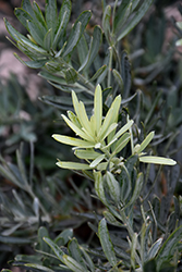 Breede River Yellowwood (Podocarpus elongatus) at Lakeshore Garden Centres